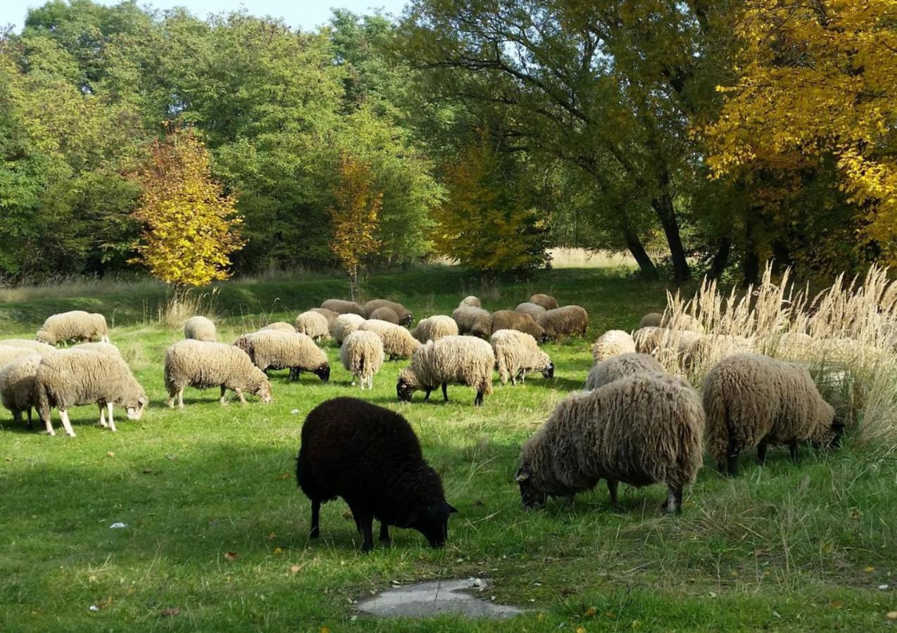 Gut Am See กอร์ลิตซ์ ภายนอก รูปภาพ